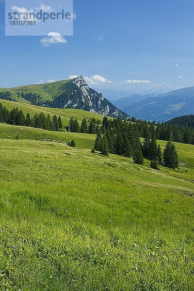 Alp Palfries mit Tschuggen  St. Gallen  Churer Rheintal  Schweiz  Europa