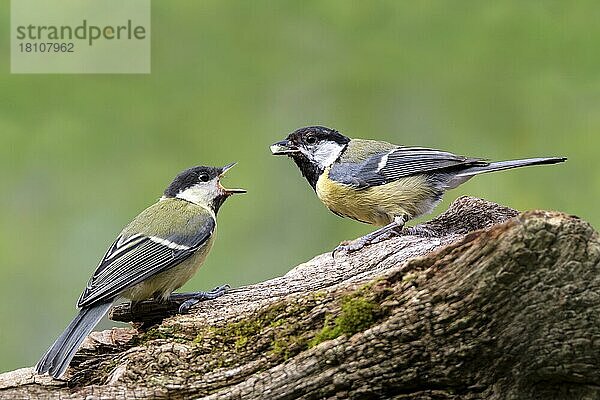 Junge und erwachsene Kohlmeise (Parus major)  Niedersachsen  Deutschland  Europa