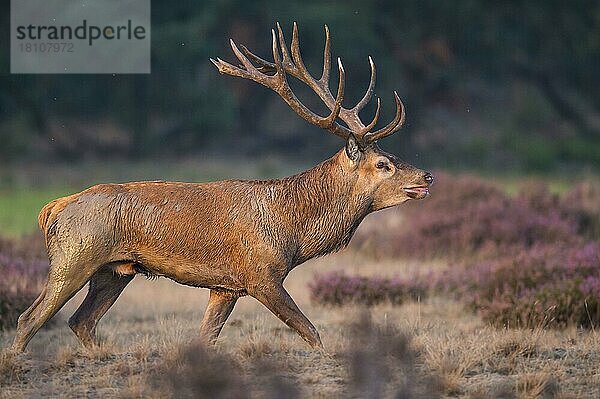 Rothirsch (Cervus elaphus)  Nationalpark Hooge Veluwe  Gelderland  Niederlande  Europa