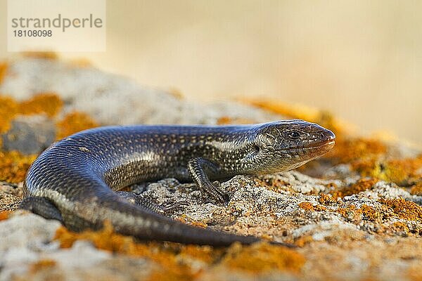 Purpurarien-Skink (Chalcides simonyi)  Fuerteventura  Spanien  Europa