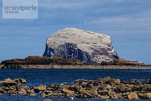 Vogelfelsen  North Berwick  Lothian  Schottland  UK