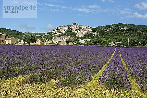 Simiane la Rotonde  Provence  Provence-Alpes-Cote d'Azur  Frankreich  Europa