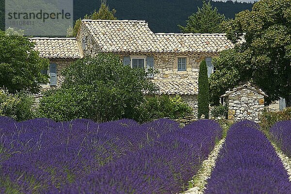 Haus im Lavendelfeld bei Banon  Provence  Provence-Alpes-Cote d'Azur  Frankreich  Europa