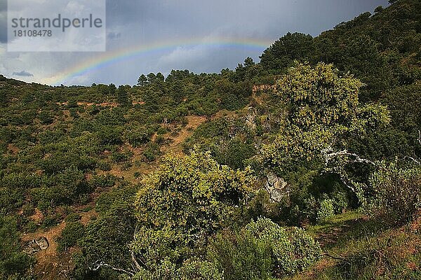 Sierra Morena  Nationalpark Sierra de Andujar  Provinz Jaon  Andalusien  Spanien  Europa