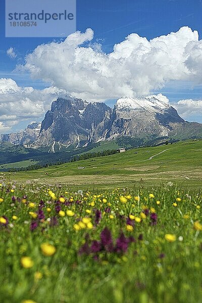 Seiser Alm mit Plattkofel und Langkofel  Dolomiten  Trentino Südtirol  Italien  Europa
