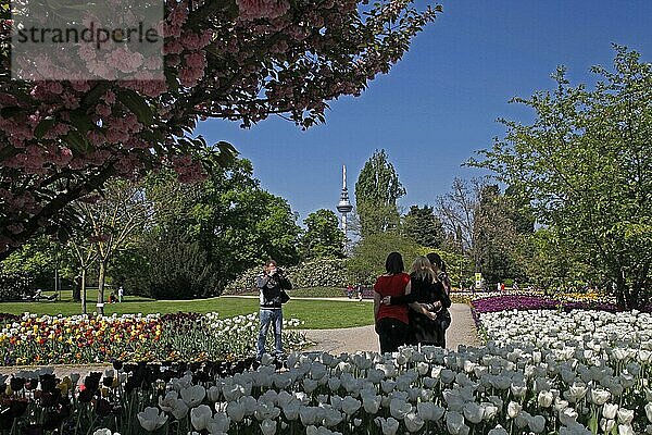 Luisenpark  Tulpenblüte  Kirschblüte  Frühling  Mannheim  Baden-Württemberg  Deutschland  Europa