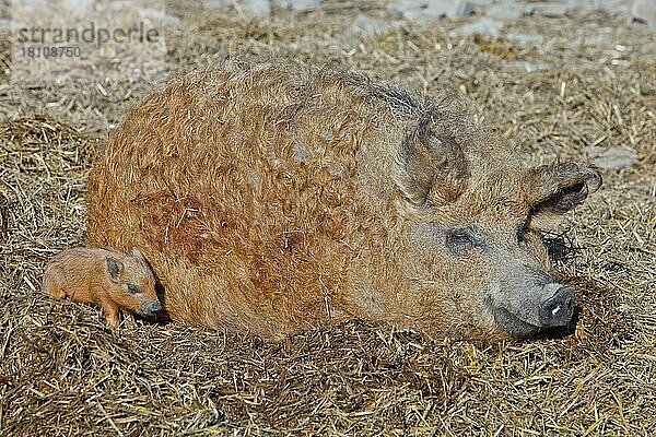 Wollschweine  Sau mit Ferkel  Mangalitza-Schwein  Schweine