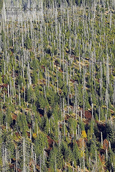 Lusen  1373 Meter  abgestorbener und neuer Wald auf einem benachbarten Berg  Oktober  Nationalpark Bayerischer Wald  Bayern  Deutschland  Europa