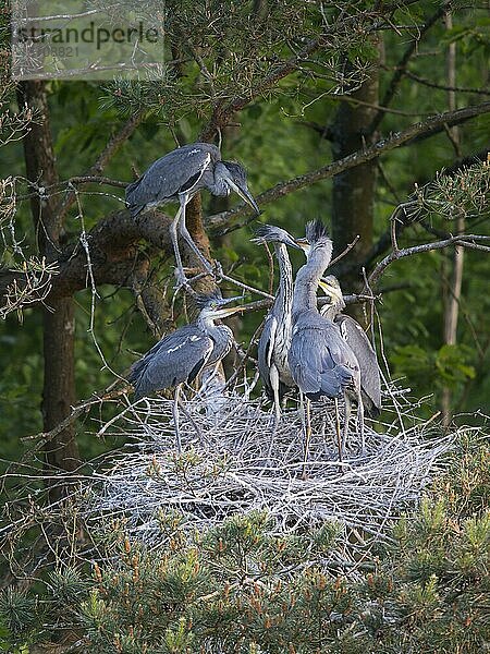 Graureiher (Ardea cinerea)