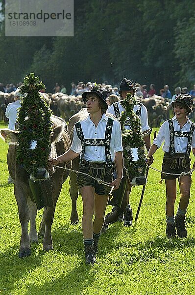 Viehscheid in Bad Hindelang  Allgäu  Bayern  Deutschland  geschmücktes Hausrind  Kuh  Kühe  Kuhglocke  Europa