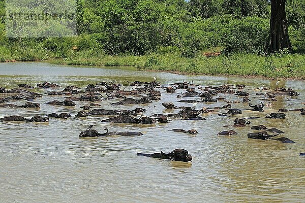 Asiatischer Wasserbüffel (Bubalus arnee)  Udawalawe Nationalpark  Sri Lanka  Asien