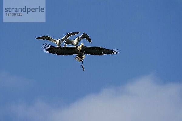 Seeadler (Haliaeetus albicilla) und Silbermöwen (Larus argentatus)   Silbermöwe  freistellbar  Norwegen  Europa