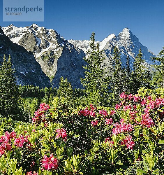 Chalberboden  Blick auf Eiger und Mönch  Bern  Berner Oberland  Schweiz  Europa