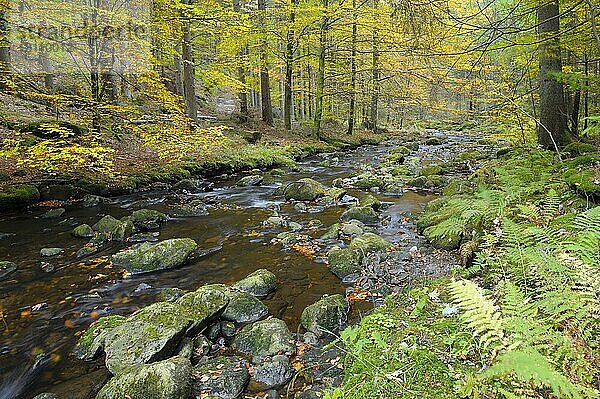 Steinklamm im Herbst  Große Ohe  Oktober  Spiegelau  Nationalpark Bayerischer Wald  Bayern  Deutschland  Europa