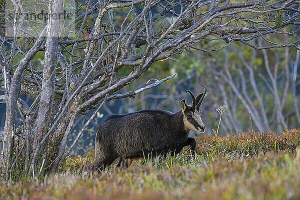 Gämse (Rupicapra rupicapra)  Vogesen  Frankreich  Europa