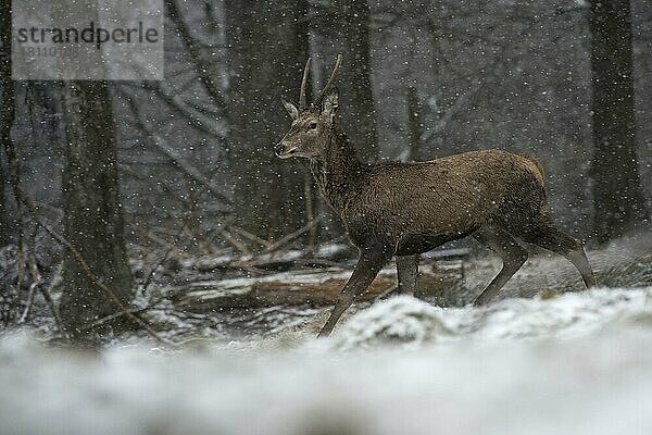 Rothirsch (Cervus elaphus)  Bitburg  Eifel  Rheinlad-Pfalz  Deutschland  Europa