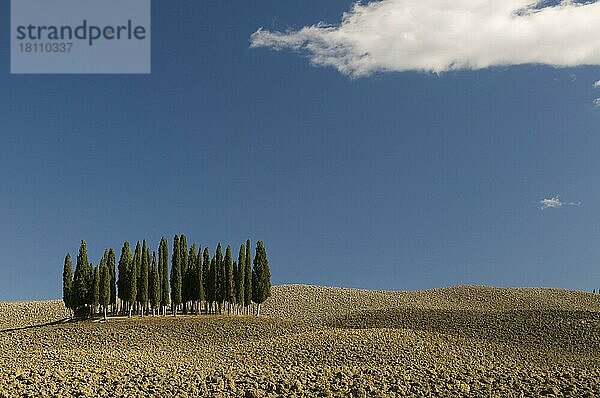 Feld und Zypressengruppe  Val d'Orcia  near San Quirico d'Orcia  Toskana  Italien  Europa