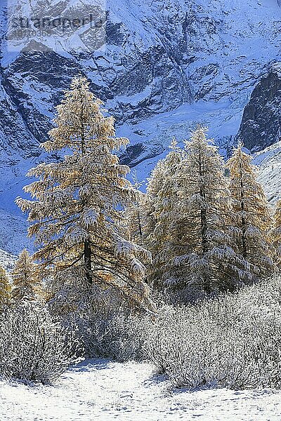 Arolla-Tal  Neuschnee  Europäische Lärche Walliser Alpen  Arolla  Wallis  Schweiz  Europa