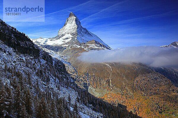 Lärchenwald (Larix europaea)  Europäische Lärche  Matterhorn  Wallis  Schweiz  Europa