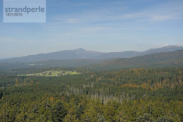 Blick über den Nationalpark Bayerischer Wald  Ausblick vom Baumwipfelpfad bei Neuschönau  Oktober  Nationalpark Bayerischer Wald  Bayern  Deutschland  Europa