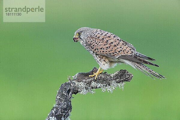 Turmfalke (Falco tinnunculus) f  Spanien  Europa