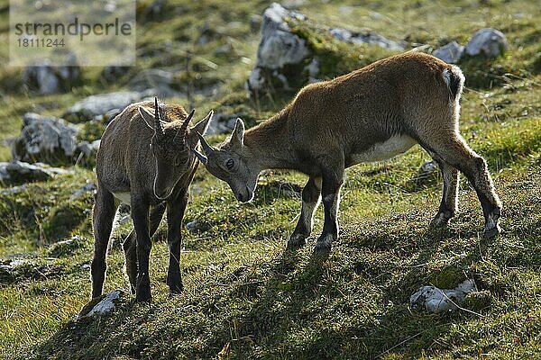Alpensteinbock  Jungtiere (Capra ibex)  Schweiz  Europa