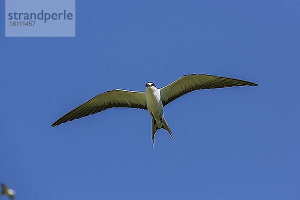 Russ-Seeschwalbe ()  Bird island  Seychellen  Afrika