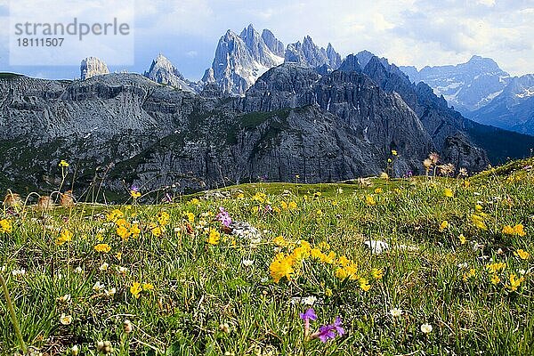 Cadini di Misurina  Blumenwiese  Dolomiten  Südtirol  Italien  Europa