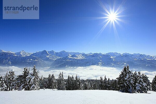 Berner Alpen  Aussicht vom Niederhorn  Berner Oberland  Schweiz  Europa