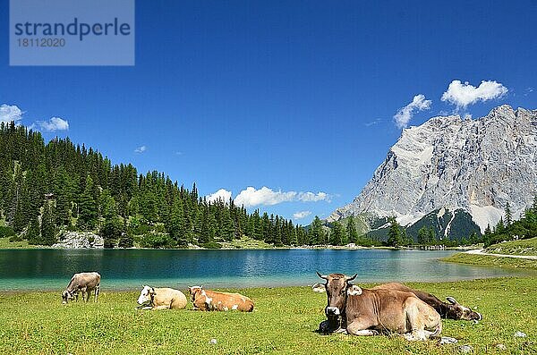 Hausrinder  Kühe auf Almwiese  Ehrwalder Alm  Seebensee  Zugspitze  Außerfern  Bezirk Reutte  Tirol  Kühe  Kuh  Österreich  Europa