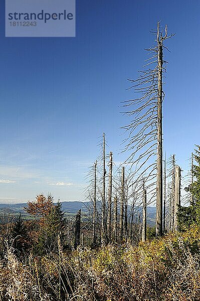Lusen  1373 Meter  abgestorbener und neuer Wald unterhalb des Gipfels  Oktober  Nationalpark Bayerischer Wald  Bayern  Deutschland  Europa