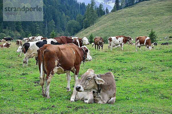 Almwiese  Weide  Kühe  Tirol  Österreich  Europa