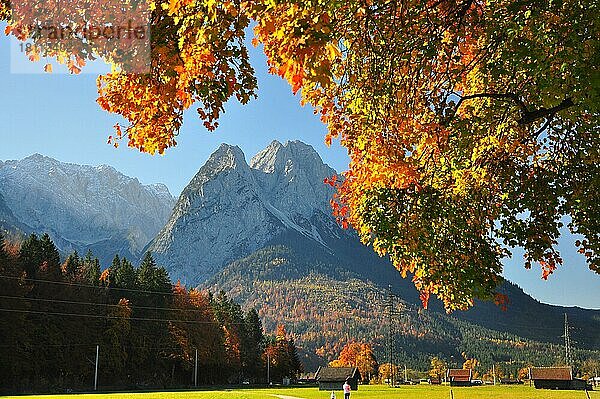 Herbst  Ahornbaum  Waxensteine  Loisachtal  Garmisch-Partenkirchen  Bayern  Deutschland  Europa