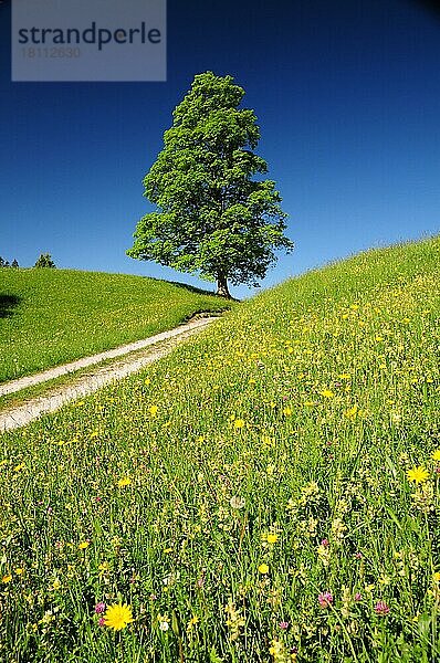 Rotbuche (Fagus sylvatica) und Bergwiese  Bayern  Buche  Deutschland  Europa