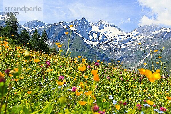 Blumenwiese  Sonnenwelleck  3261 m  Fuscherkarkopf 3154 m  Nationalpark Hohe Tauern  Österreich  Europa