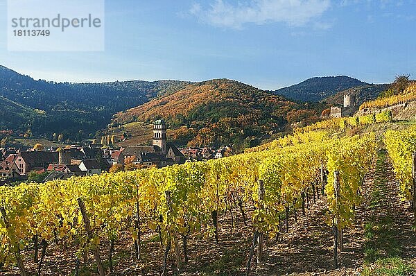 Herbstliche Weinberge von Thann  Elsass  Frankreich  Europa