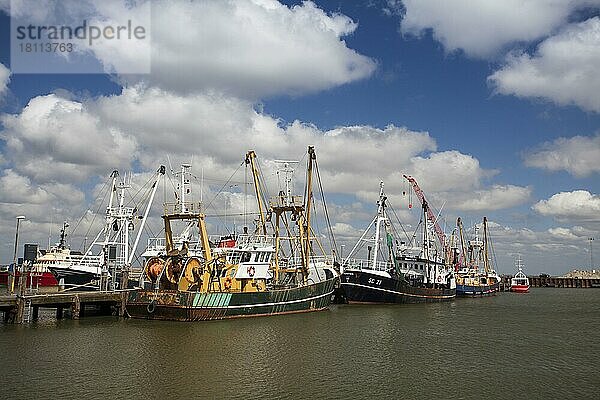 Fischereischiffe im Fischereihafen von Römö  Jütland  Römö  Dänemark  Europa