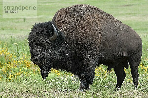 Büffel (Bisonbison)  männlich  Custer State Park  South Dakota  USA  Nordamerika