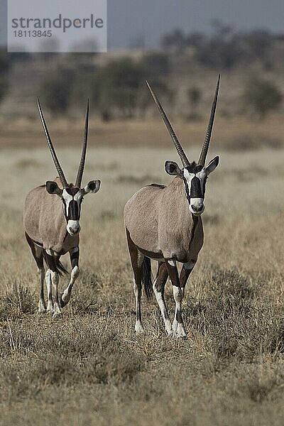 Gemsbock (Oryx gazella)  Sossusvlei  Namibia  Afrika