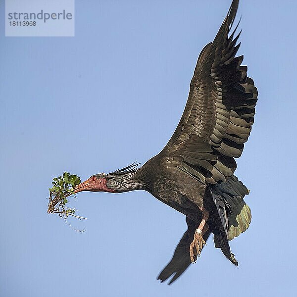 Waldrapp (Geronticus eremita)  Andalusien  Spanien  Europa