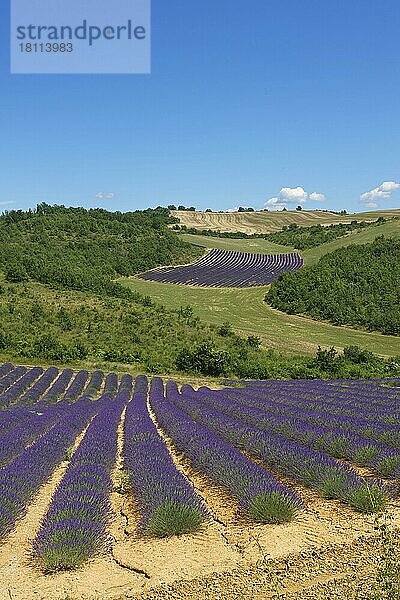 Lavendelfelder in der Provence  Provence  Provence-Alpes-Cote d'Azur  Frankreich  Europa