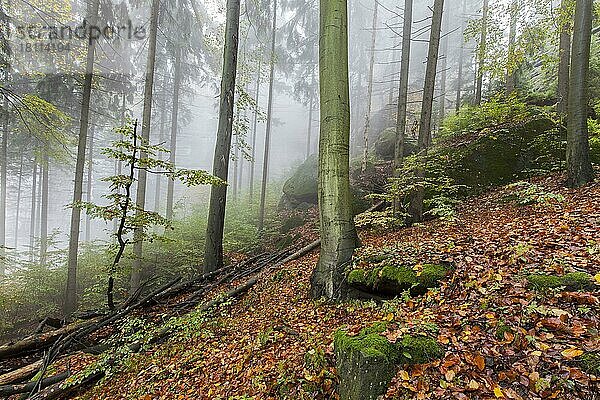 Wald am Goldstein  Elbsandsteingebirge  Natiobnalpark Sächsiche Schweiz  Sachsen  Deutschland  Europa