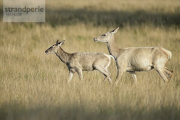 Rothirsche (Cervus elaphus)  Weibchen und Jungtier  Dänemark  Europa