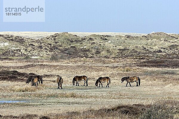 Exmoor-Pony  Nationalpark Duinen van Texel  Texel  Niederlande  Europa