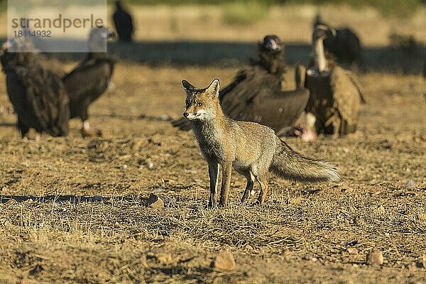 Rotfuchs (Vulpes vulpes) mit Geiern  Spanien  Europa