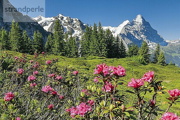 Chalberboden  Blick auf Eiger und Mönch  Bern  Berner Oberland  Schweiz  Europa