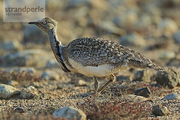 Kragentrappe (Chlamydotis undulata fuertaventurae) Fuerteventura  Spanien  Europa