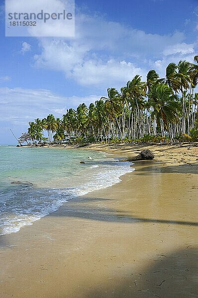 Strand mit Palmen  Playa Bonitas  Samana  Dominikanische Republik  Mittelamerika