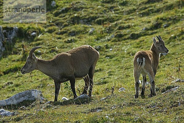 Alpensteinbock mit Kitz (Capra ibex)  Schweiz  Europa