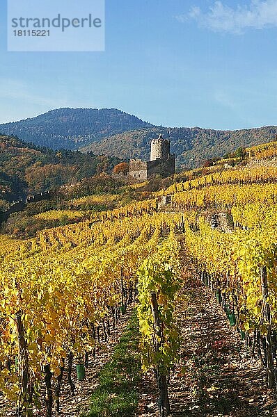 Herbstliche Weinberge von Thann  Elsass  Frankreich  Europa